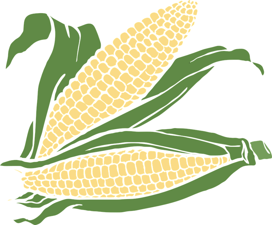 Agriculture Crop Cliparts - Corn Clip Art Png (869x720)