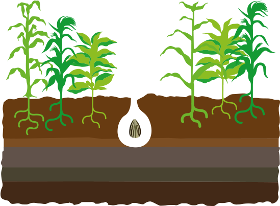 Plant Clipart Crop - Corn Plant (549x489)