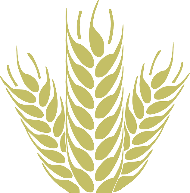 Grain Clipart Wheat Harvest - Espigas De Trigo Png Vectores (631x640)