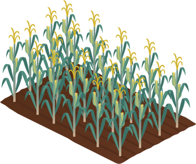 Corn Crop Clipart - Thumbnail (400x335)