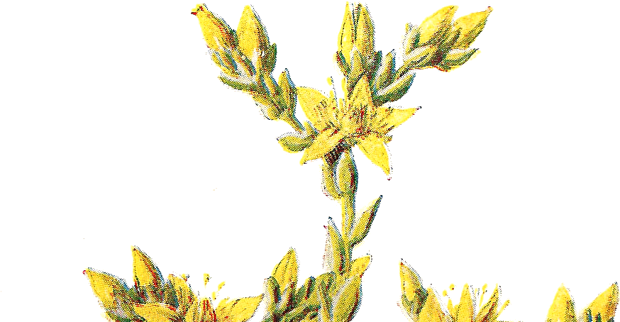 Antique Images Free Digital Flower Clip Art Wildflower - Clip Art (1076x565)