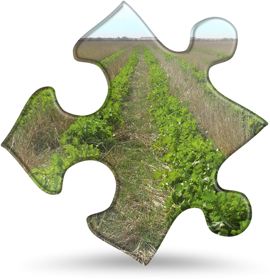 Radish - - Jigsaw Puzzle (957x1000)