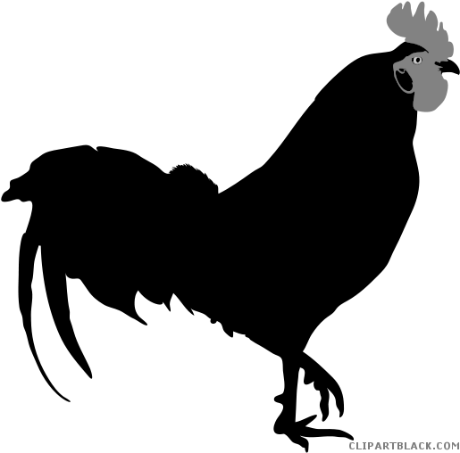 Rooster Silhouette Animal Free Black White Clipart - Rooster Vector Silhouette Free (535x521)
