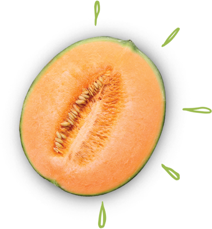 Cantaloupe Illustrations And Clipart - Muskmelon (426x459)