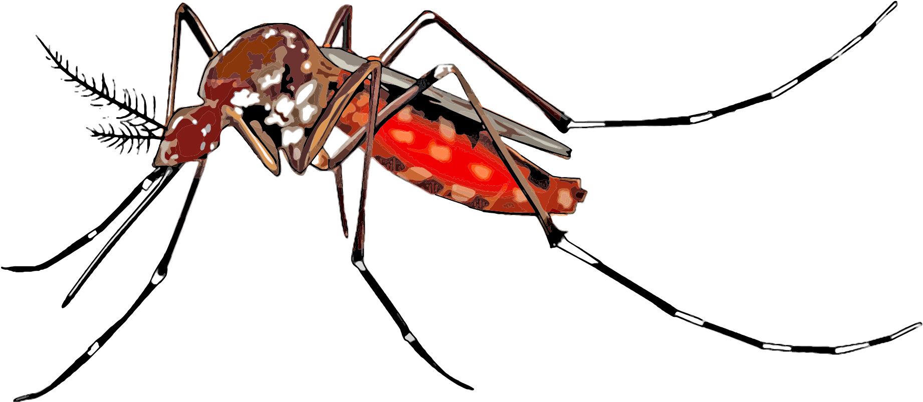 Mosquito Spreading Aedes Aegypti - Yellow Fever Mosquito (2400x1697)