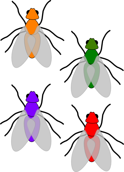 Clip Art Of Flies (432x597)