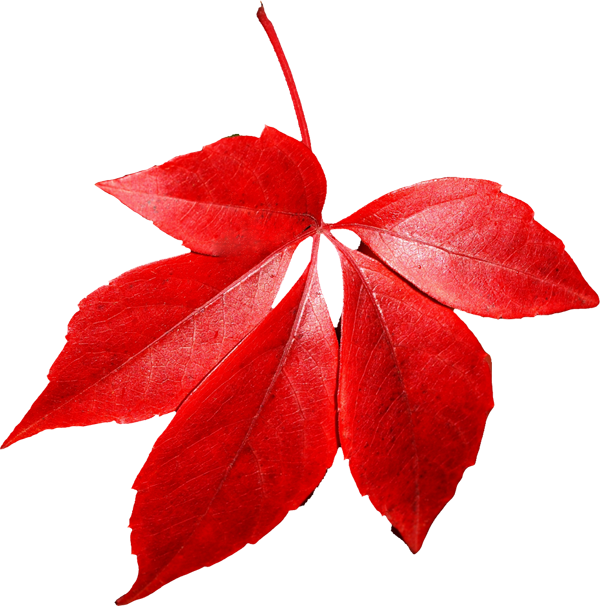 Autumn Leaves Png Images - Red Autumn Leaf Png (600x606)