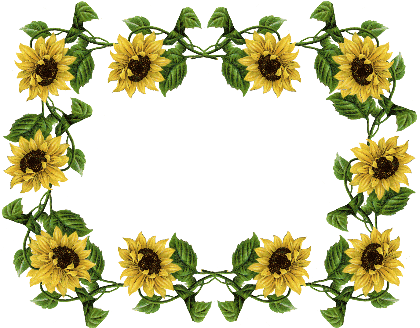 Sunflower Pics Frame - Sunflower Border (1375x1075)