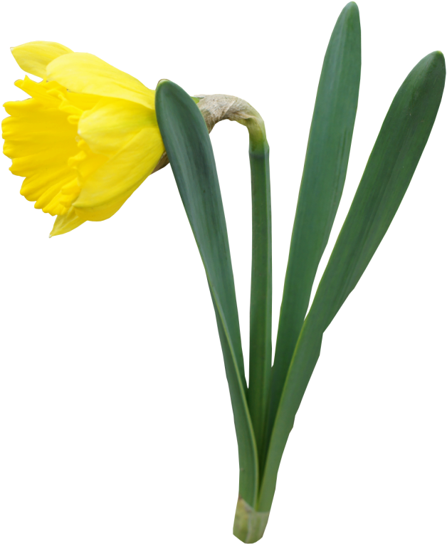Purple Flower Border Clip Art - Daffodil Transparent Background (648x779)