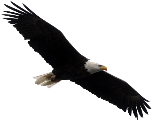 Bald Eagle Transparent Images Free Download Clip Art - Bald Eagle On White (500x396)