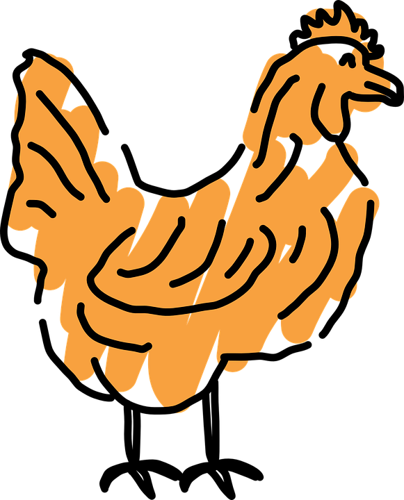 Scribble Outline, Bird, Style, Chicken, Art, Scribbled, - Chicken Outline Transparent (581x720)
