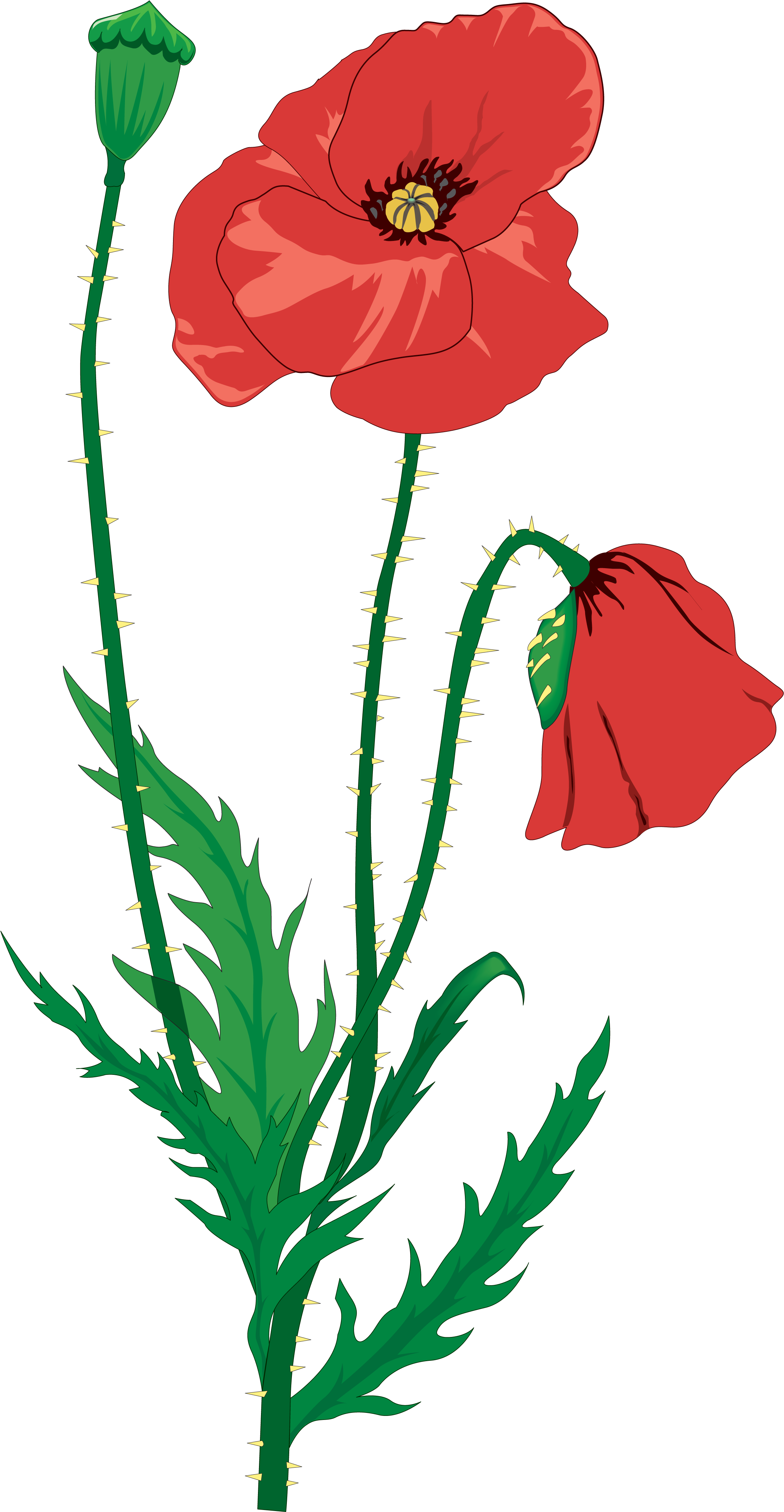 Drawing Flower Clip Art - Memorial Day And Poppies (2347x4511)