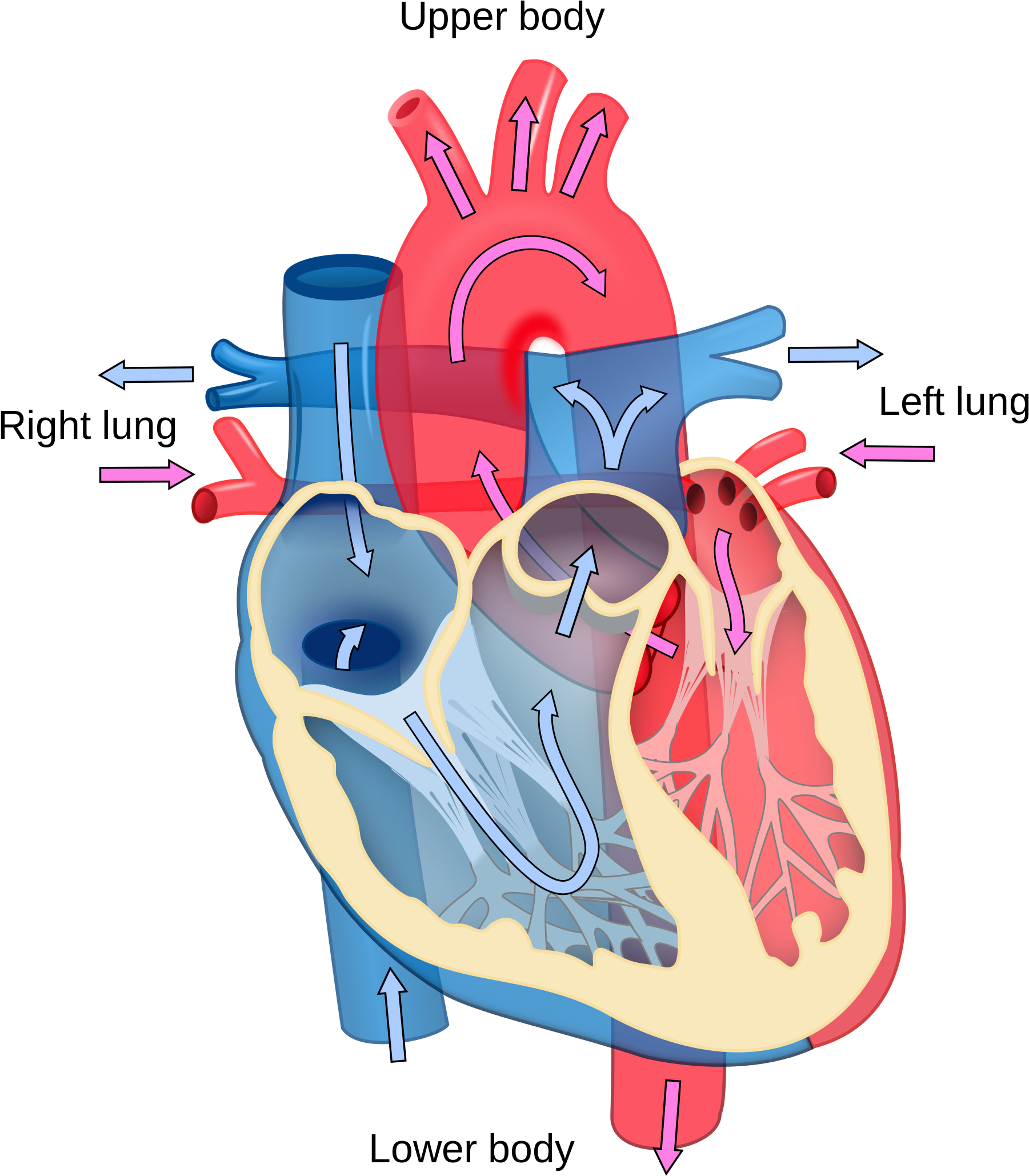 Heart Image Latest Collection Right Left Ventricle - Blood Flow In Heart Diagram (1920x2153)