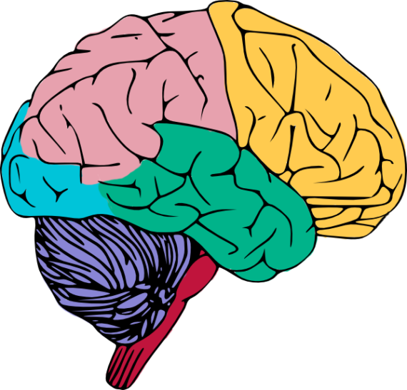 Brains Clipart Art Png - Brain Clipart Png (570x547)