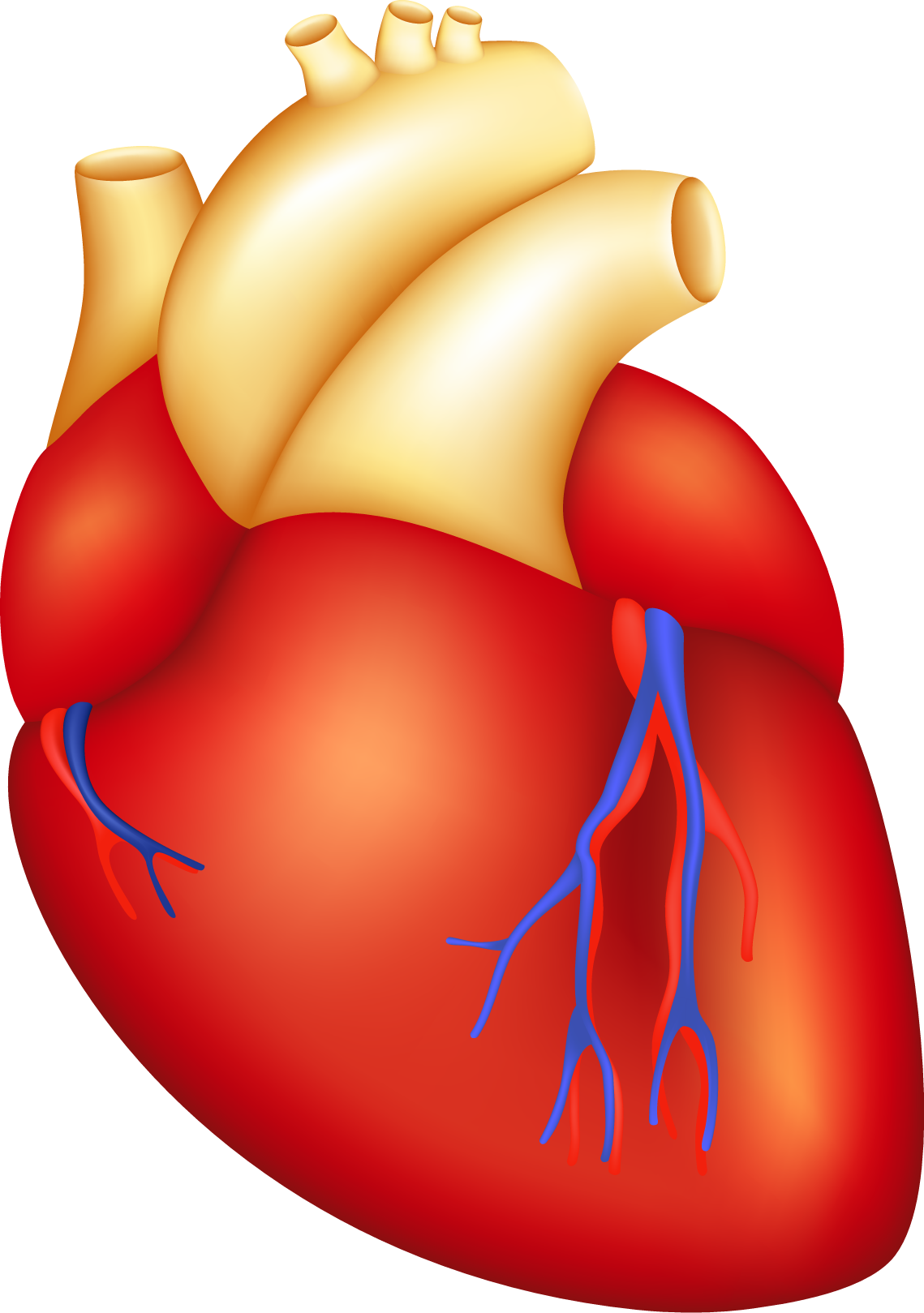 Cardiac Surgery - Cartoon Human Heart (1139x1619)