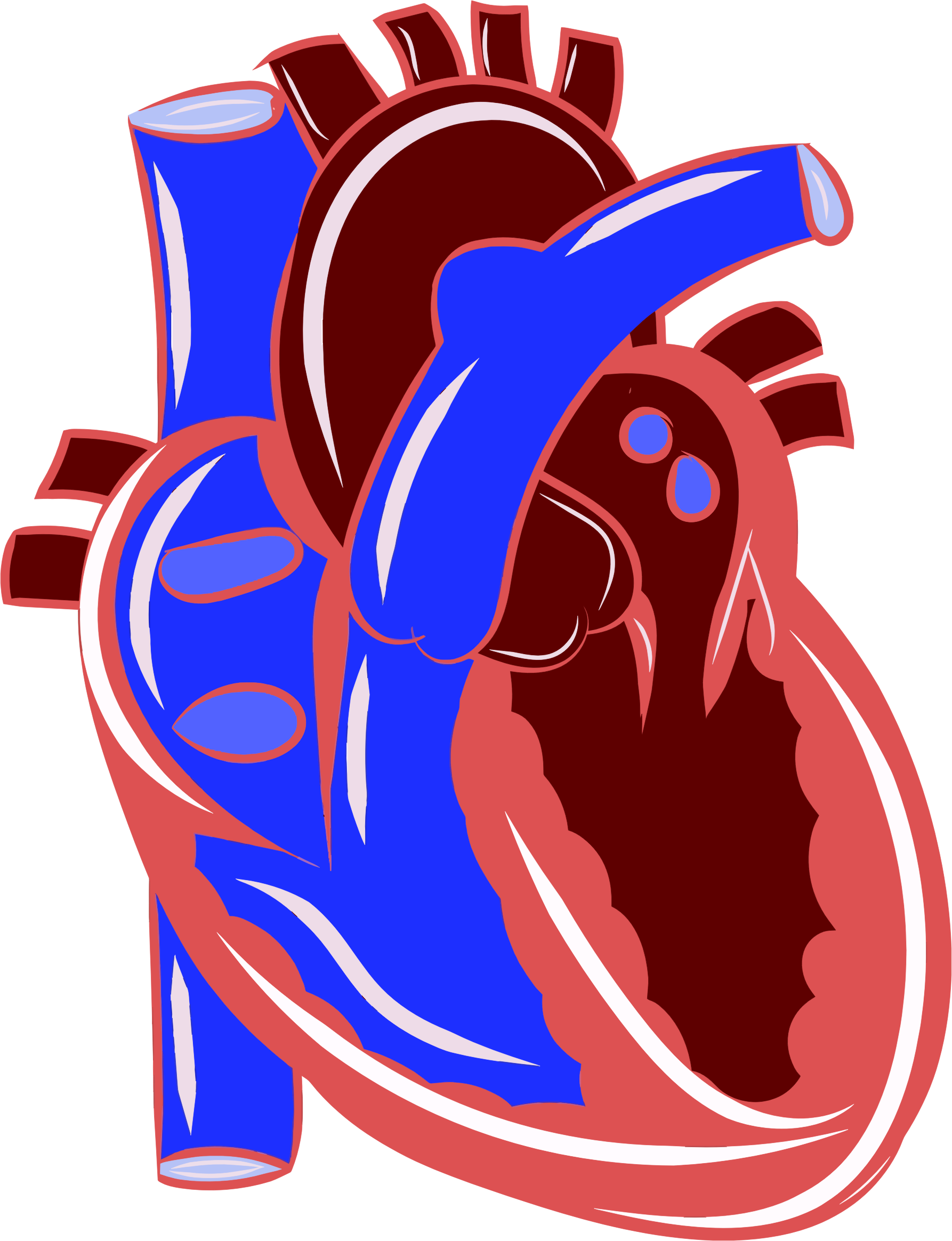 Big Image - Cartoon Realistic Heart (1786x2328)