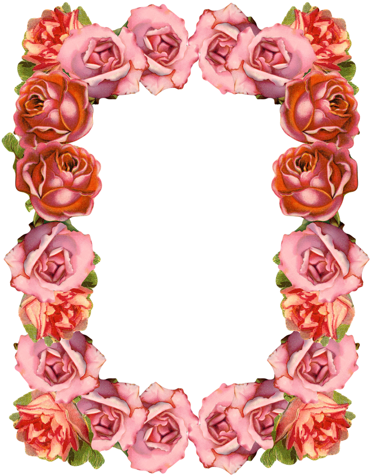 Clip Art - Free Roses Border Transparent Background (764x1000)