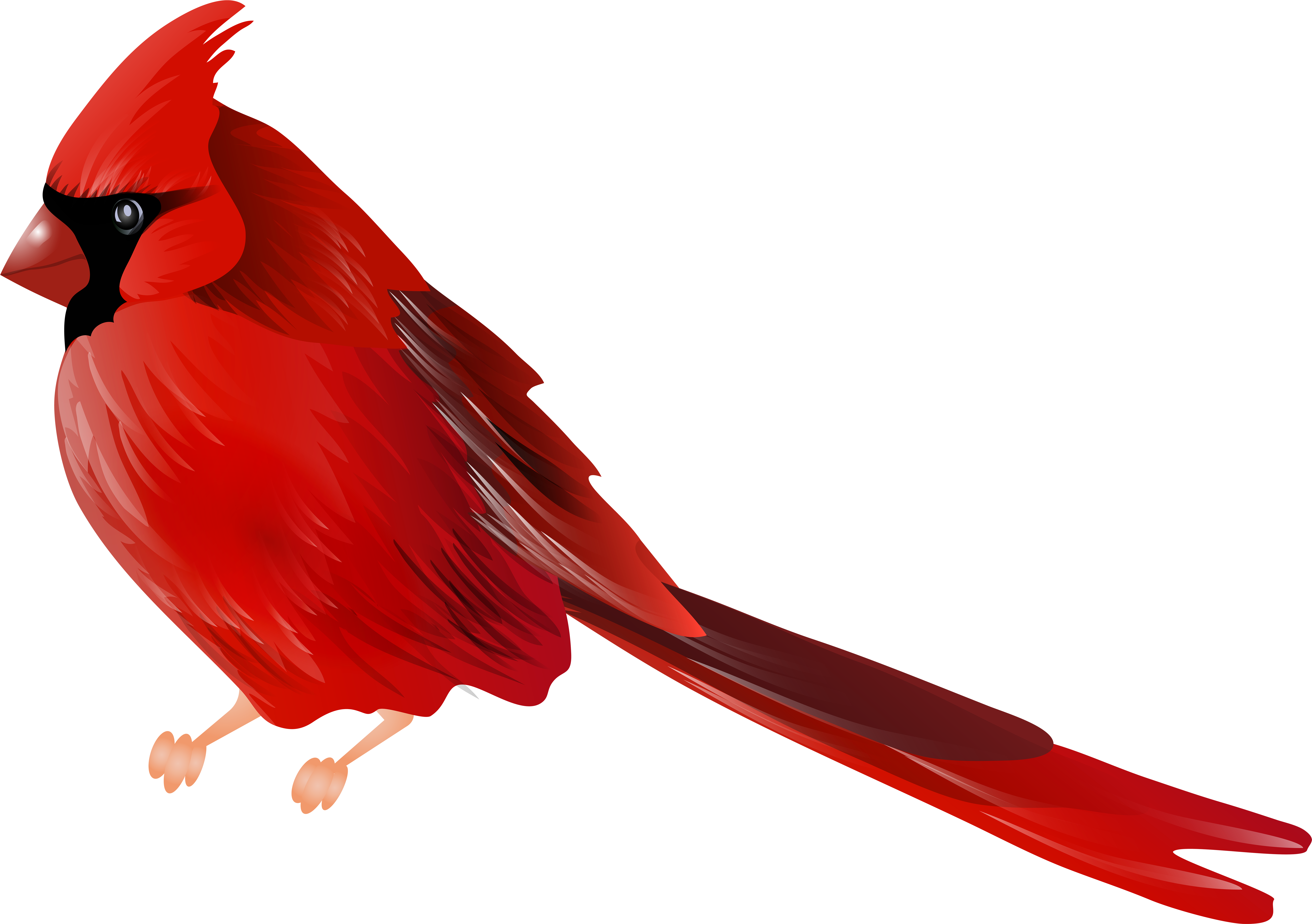 Cardinal Bird Png Clip Art - Cardinal Clipart (8000x5623)