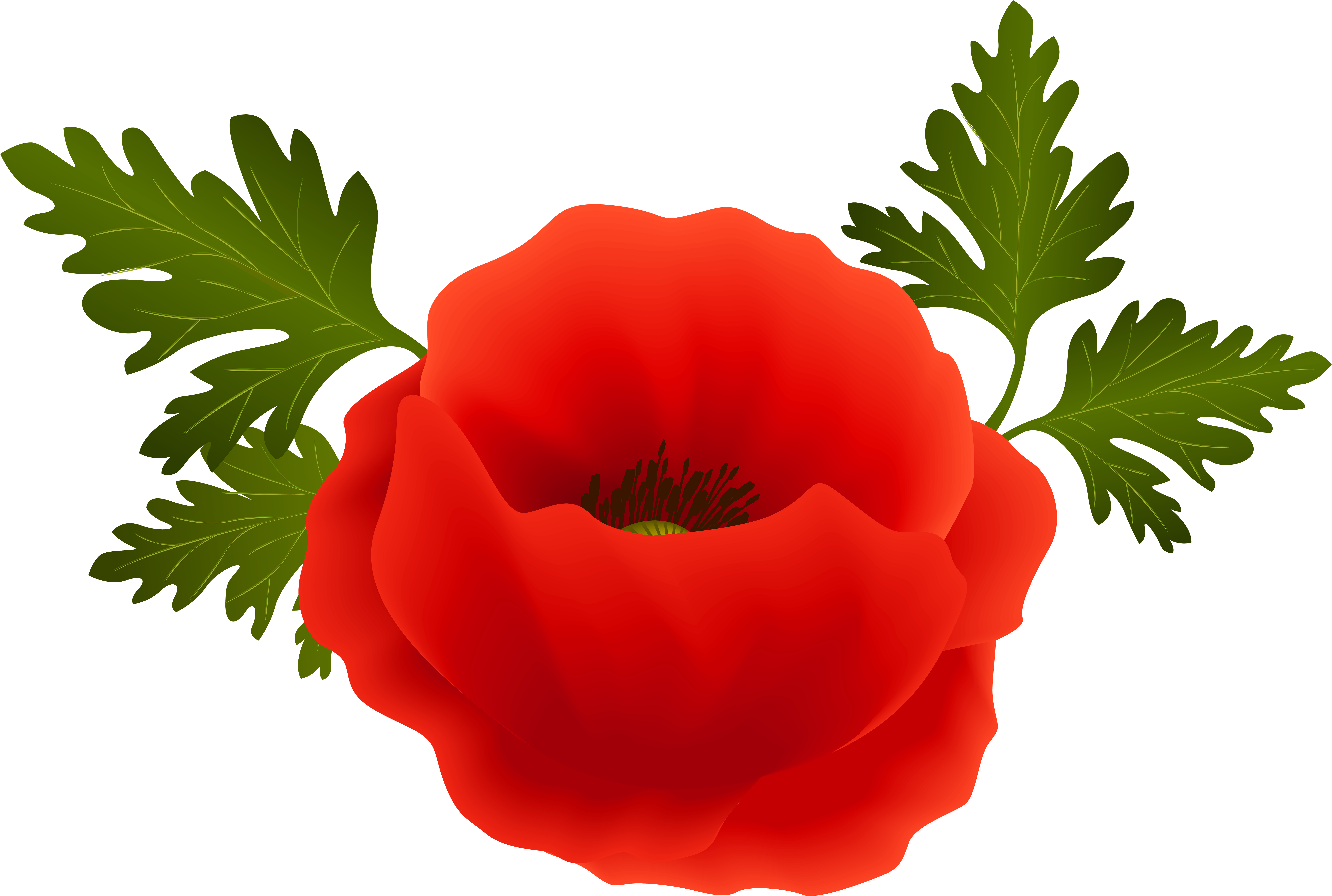 Poppy Png Clip Art Image - Transparent Background Poppy Png (8000x5381)