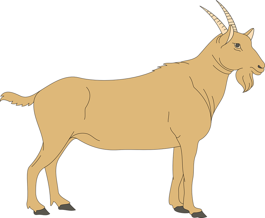 Goat Clipart Clipart Kid - Digestive System Of A Goat (876x720)