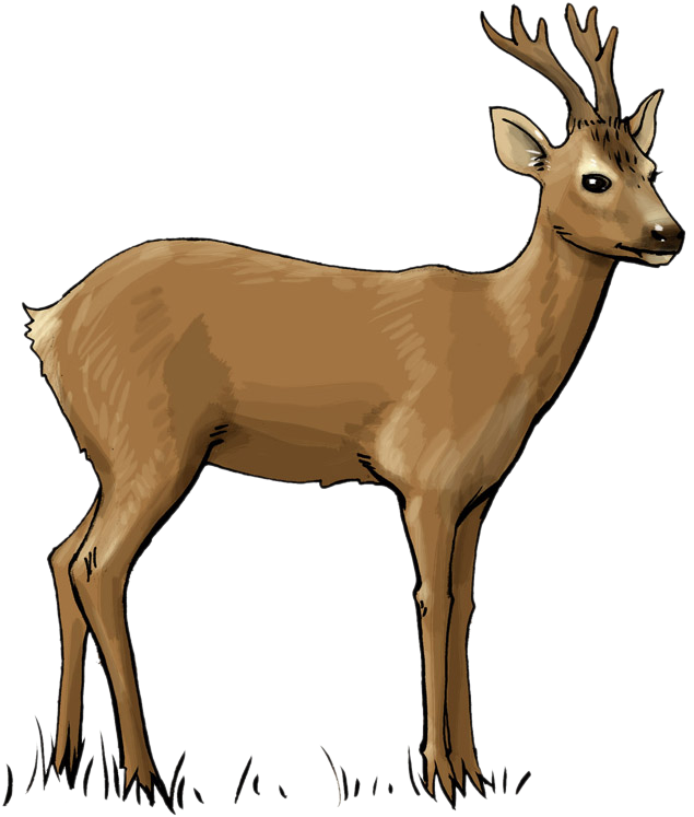 Deer Clip Art - Deer Clipart (738x784)