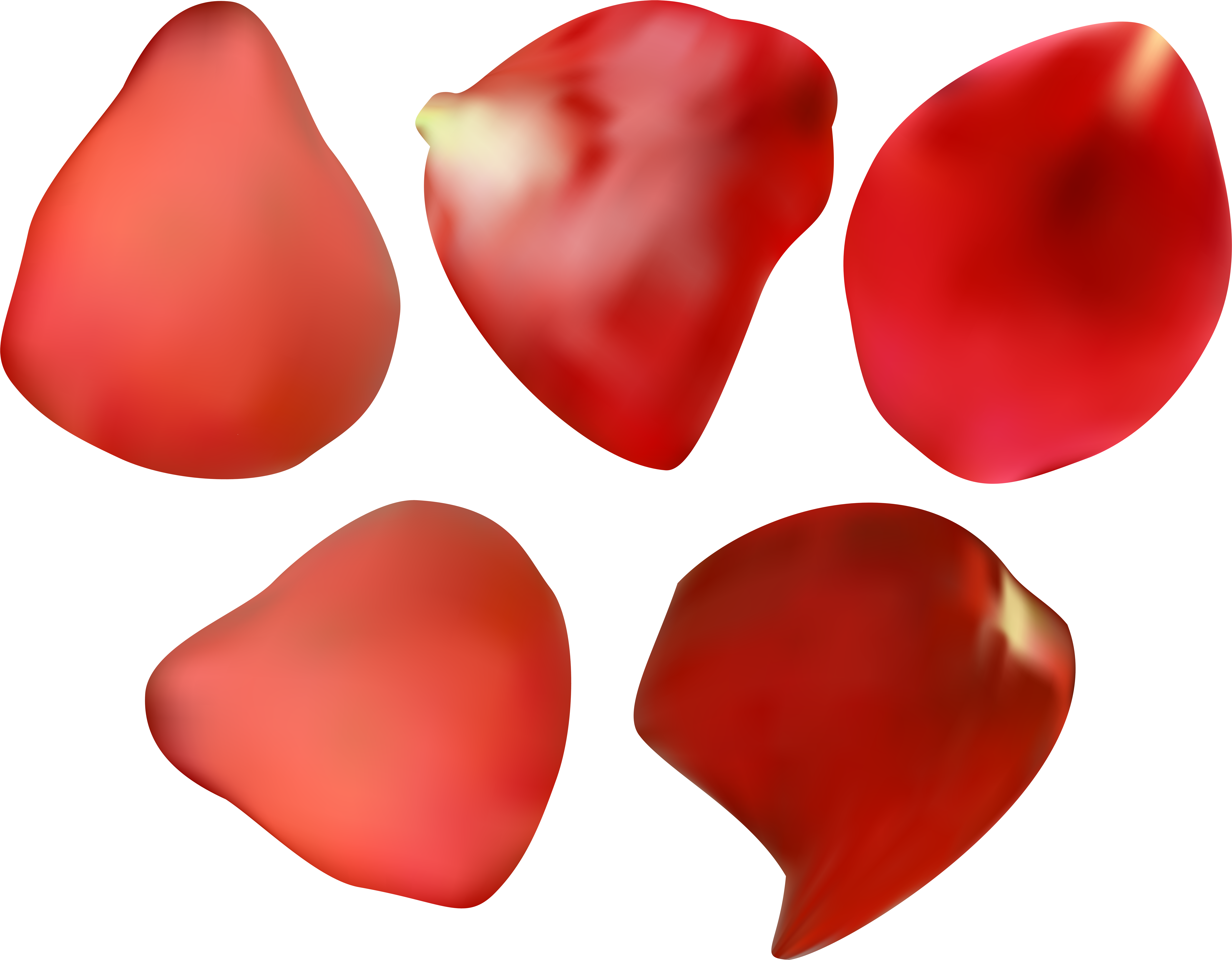 Petal Rose Flower Clip Art - Petal Rose Flower Clip Art (8000x6269)