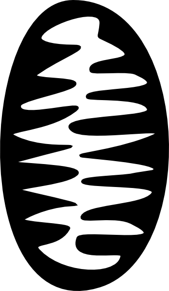 Mitochondria Clip Art - Mitochondria Clipart (348x596)