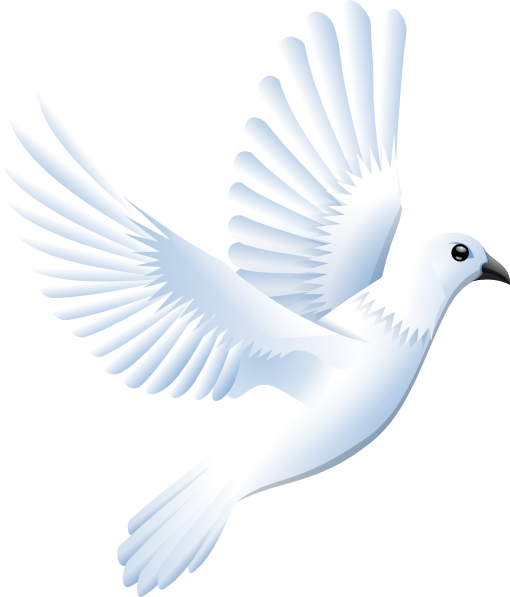 White Dove Clip Art - White Dove Clipart (510x597)