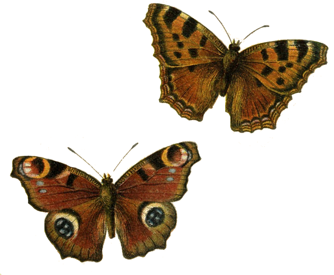 Brown Butterflies Clip Art Transparent Background - Transparent Background Pretty Butterfly Clipart (1088x904)
