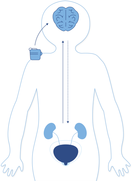 How Bedwetting Alarms Work - Bedwetting Alarm (428x585)