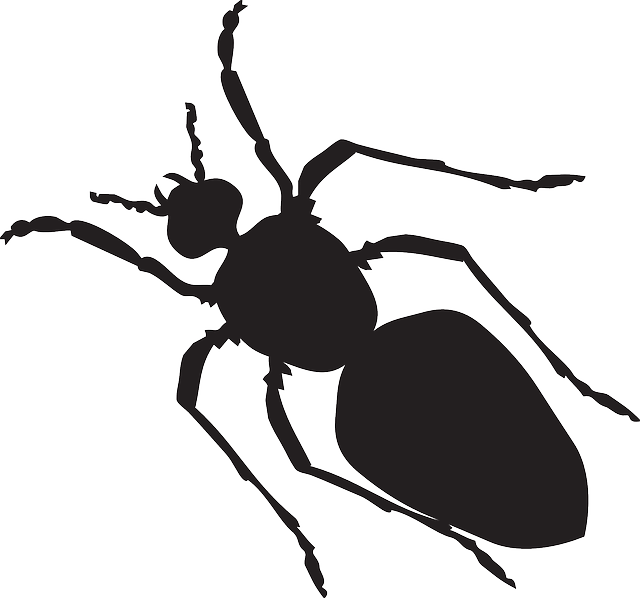 Art Black, Silhouette, Ant, Body, Shape, Segmented, - Bug Silhouette Png (640x598)