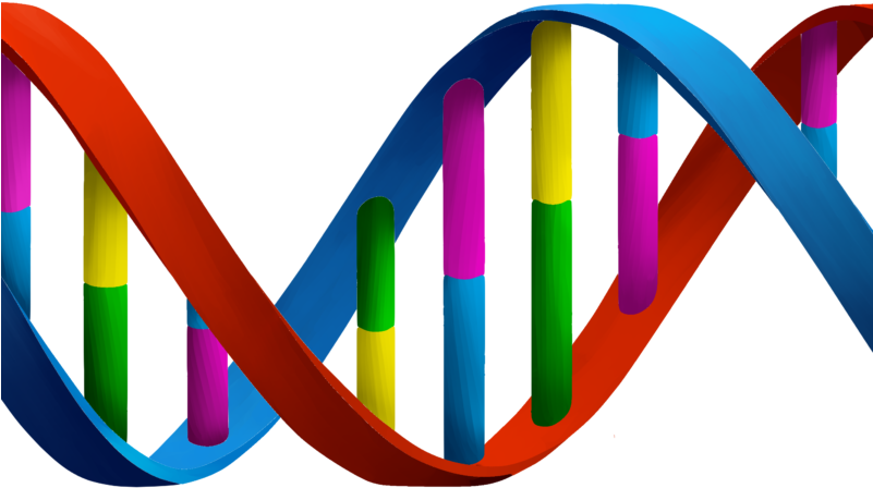 Ancestry Dna Kit With One Hour Session To Guide You - Nucleic Acids Clipart (800x600)