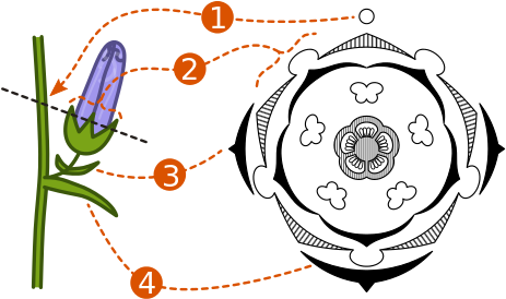 Relation Of A Plant Material To The Floral Diagram - Floral Digram (471x283)