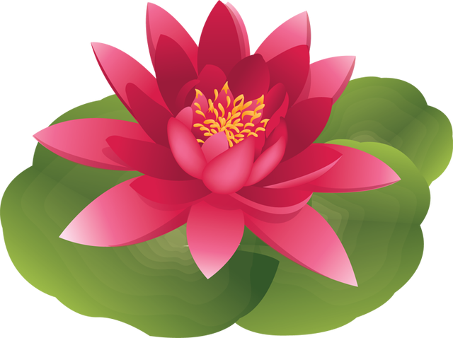 Water Lily Clipart Lily Pad - Water Lily Flower Cartoon (640x478)