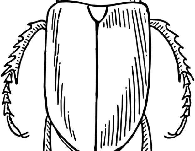 Beetle Outline Cliparts - Beetle Black And White (640x480)