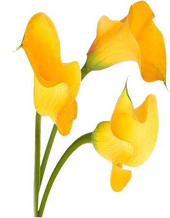 Calla Lilies - Tulip (350x450)