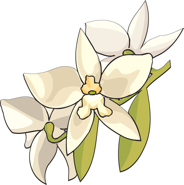 White Orchid Flower Clipart - White Orchid Flower Clip Art (1292x1292)