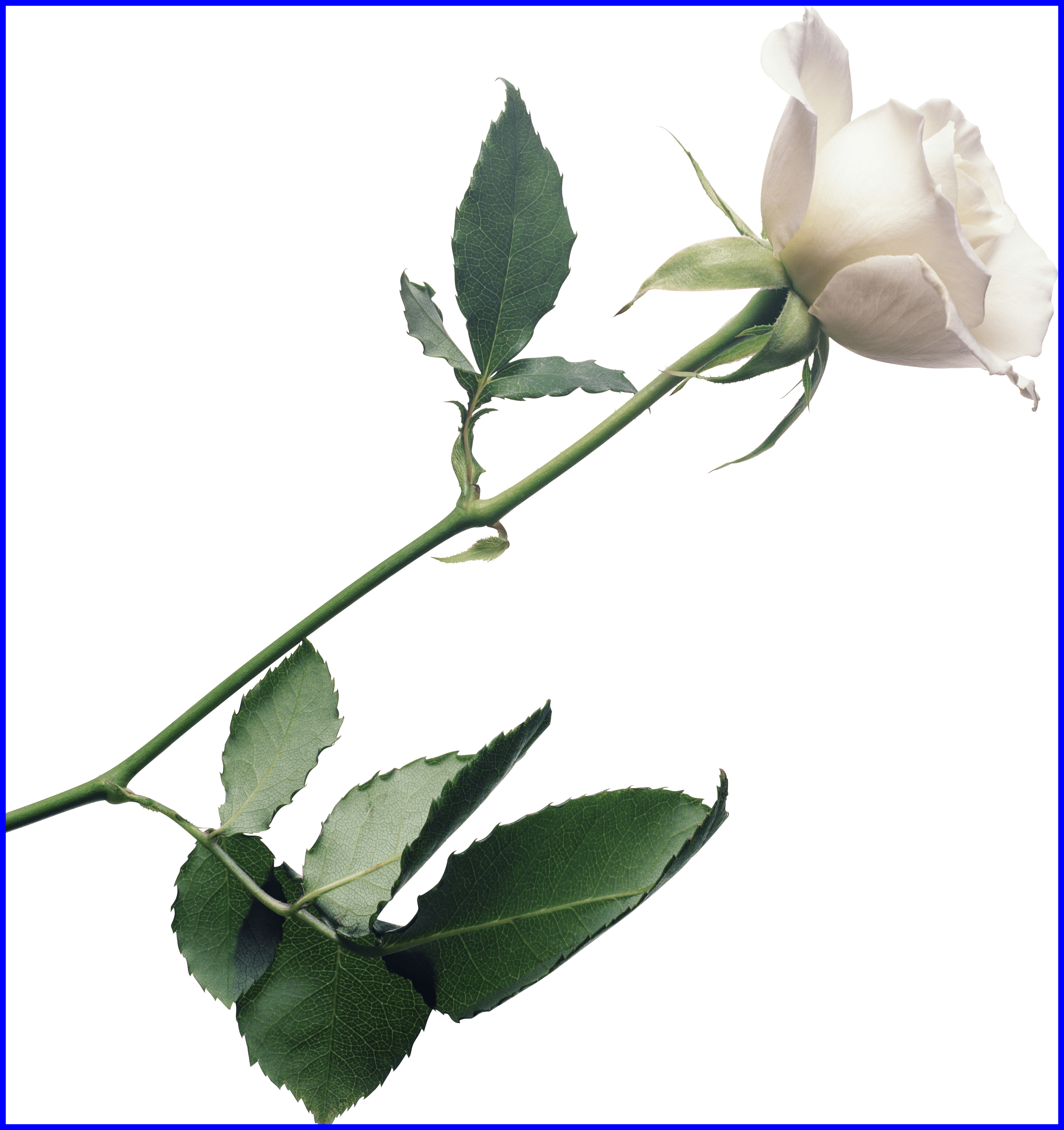 Inspiring White Rose Png Image Flower Picture Transparent - Johnny Mathis / Love Songs (2803x2977)