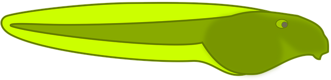 Tadpole Frog Pond Life Baby Water Rana Lit - Tadpole Clipart (680x340)