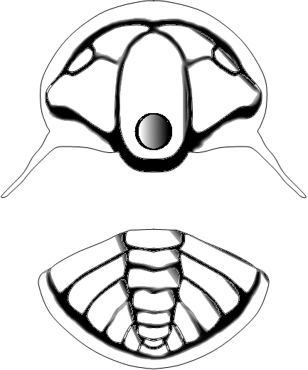 Tchernyshevioides Drawing Whitepng Wikimedia Commons - Tchernyshevioides Drawing Whitepng Wikimedia Commons (433x520)