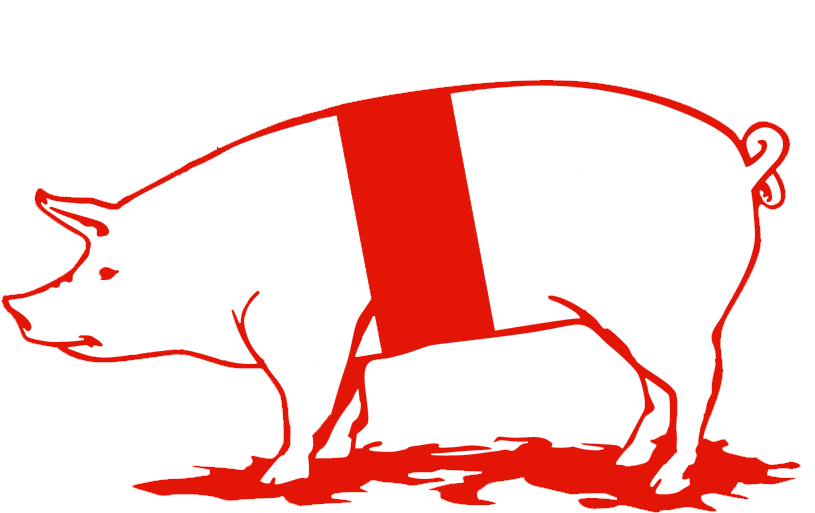 Pork Head - Domestic Pig (1051x757)