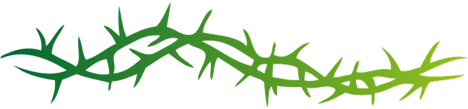 Thorns Pointed Spine Arbor Spike Prickle V - Vine Of Thorns Drawing (680x340)