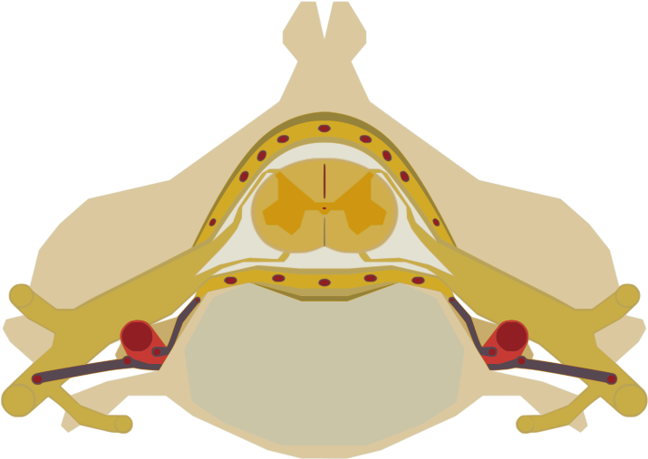 The Spinal Cord Nested In The Vertebral Column - Spinal Cord Png (768x512)