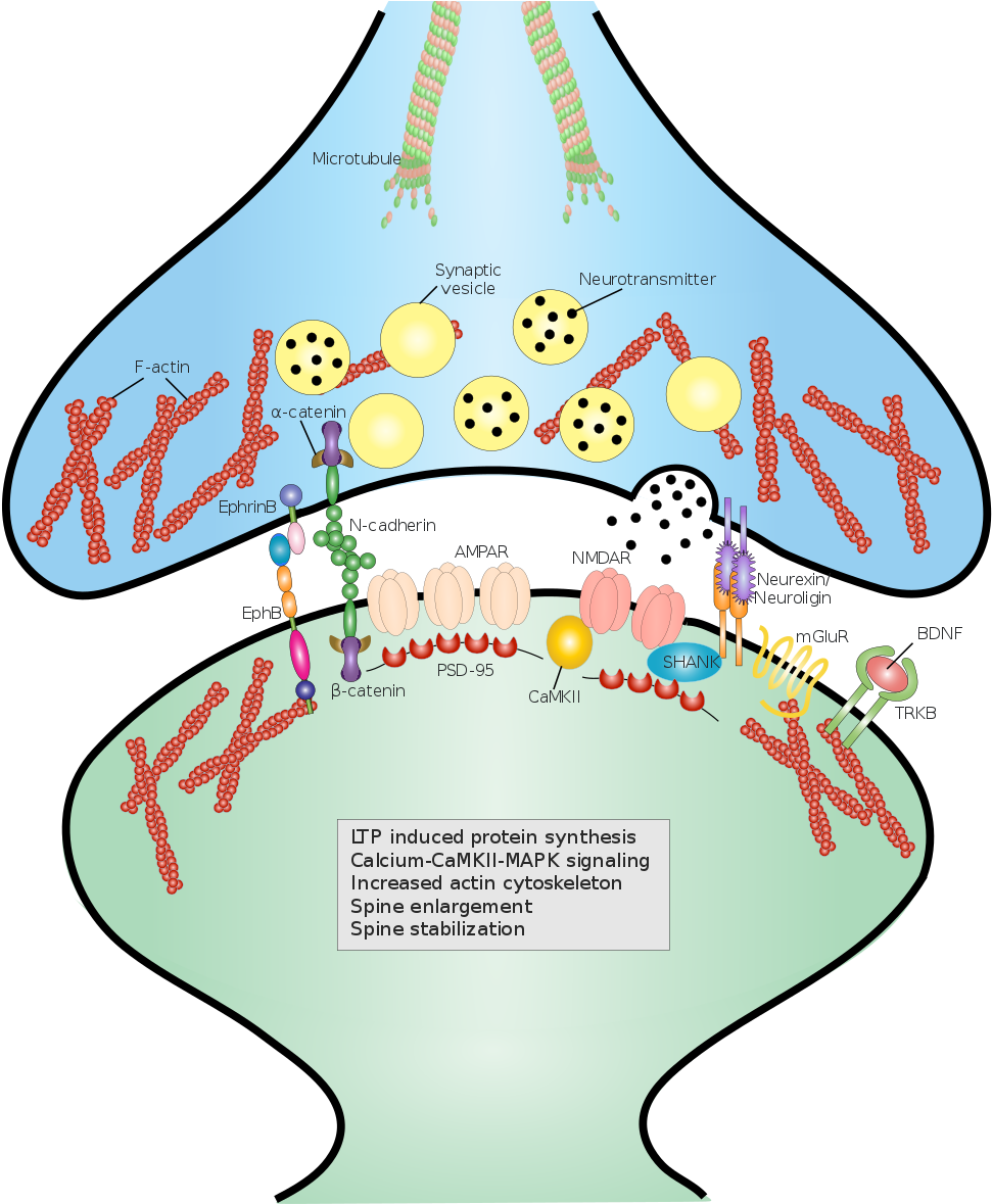 Synaptic Cell Adhesion Molecules (1200x1178)