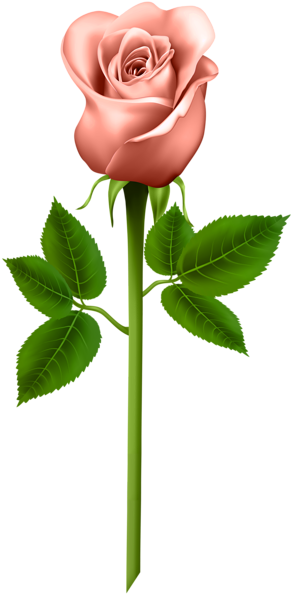 Orange Rose Transparent Png Image - Long Stem Roses Transparent Png (310x600)
