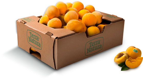 Durazno - Tangerine (693x471)