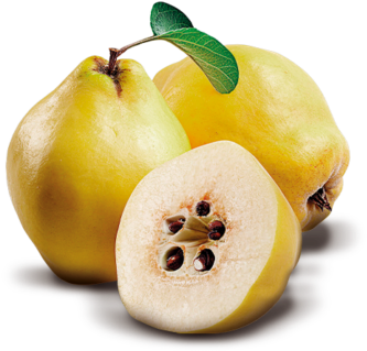 Pera - Pomegranate Quince (360x342)