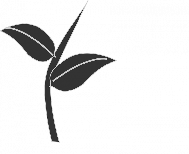 Leaf Stem Clipart Leaves Plant Stem Free Vector Graphic - Stem And Leaf Vector (768x628)