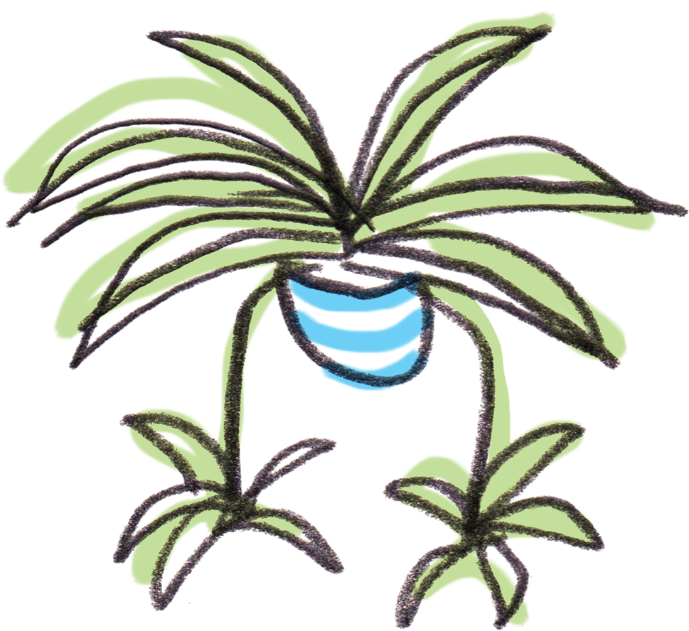 Spider Plant Clipart - Spider Plant Png (1000x917)