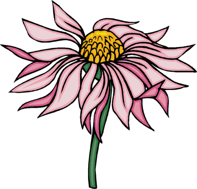 Beautiful Clip Art Of Flowers - Cone Flower Clipart (639x613)